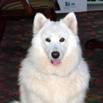 Samoyed8-150x150