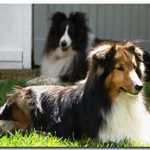 Shelties