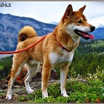 Shiba-Inu-150x150