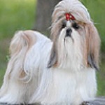 Shih-Tzu