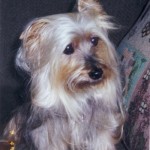 Silky-Terrier2-150x150