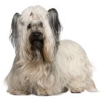 Skye-Terrier-150x150