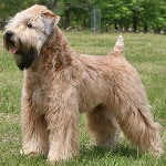 Soft-Coated-Wheaten-Terrier9