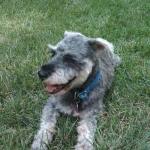 Standard-Schnauzer2-150x150