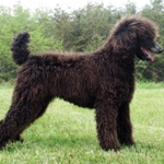StandardPOODLE8