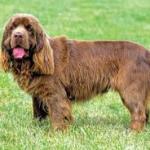 SussexSpaniel3