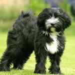 TIBETAN-TERRIER