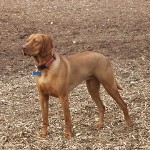 Vizsla3