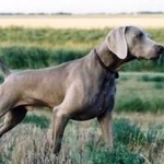 Weimaraner1