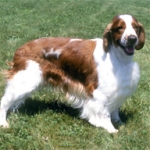 Welsh-Springer-150x150