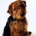 Welsh-Terrier10-150x150