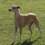 Whippet3