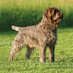 Wire-Haired-Pointing-Griffon1