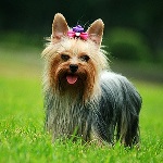 Yorkshire-Terrier-2